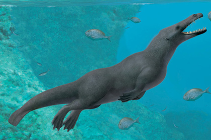 Обнаружены останки древнейшего четвероногого кита