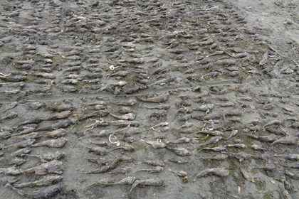 Берег Байкала покрыли мертвые рыбы и раки