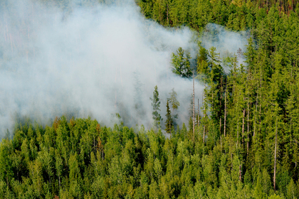 Генпрокуратура выявила намеренные поджоги российских лесов