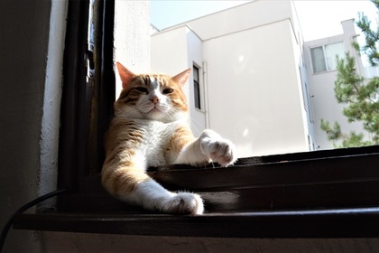 Голая украинка захотела спасти кота и выпала из квартиры