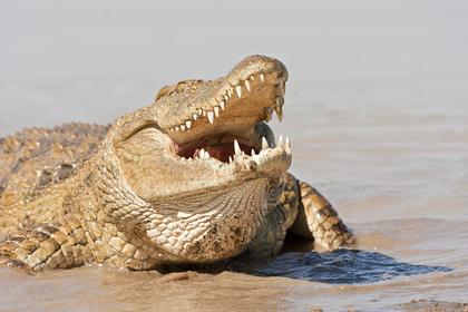 Крокодил убил верующую на пути в церковь
