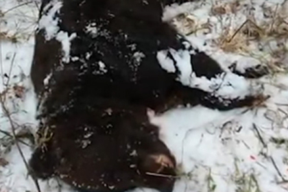 Медведь отомстил стрелявшему в него охотнику