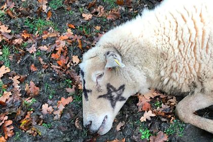 Загадочные убийства овец напугали британских фермеров