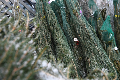 Россияне пожаловались на зараженные жуками новогодние елки