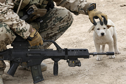 Военнослужащий бундесвера и собака в Афганистане