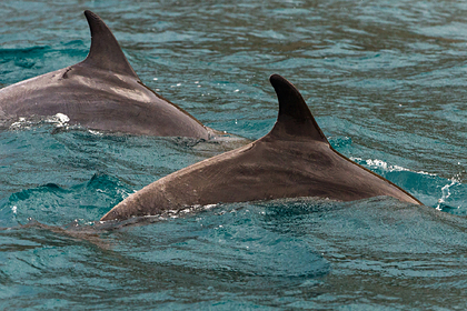 Изрезанных ножами детенышей дельфинов нашли на пляжах в Крыму