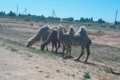 Дикие верблюды разгромили кладбище и три села под Астраханью