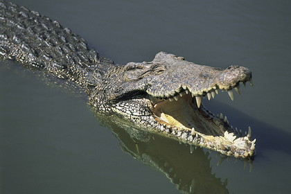 60-летний мужчина отбился от крокодила мачете