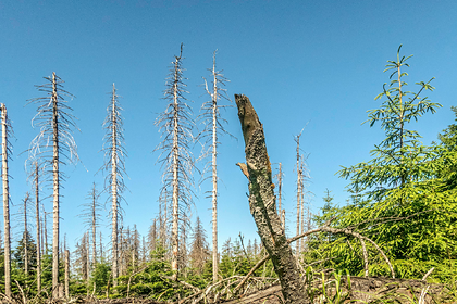 Разоривший шведские леса жук захватил Америку