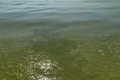 Ученый объяснил «зеленую кашу» в Черном море в Анапе