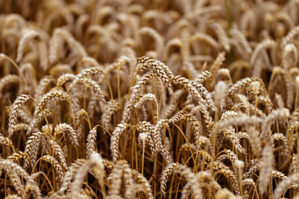 Россия собрала второй по величине урожай пшеницы в истории