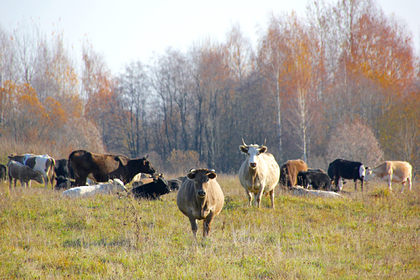 Жители российских деревень пожаловались на гуляющее стадо коров