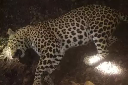 Снайпер застрелил убившего 12 человек леопарда-людоеда