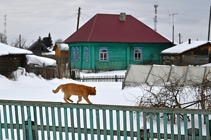 Россиянам раскрыли способы защиты дач от кошек