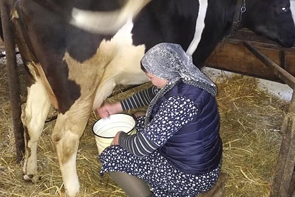 Бывший кандидат в президенты Украины занялась доением коров