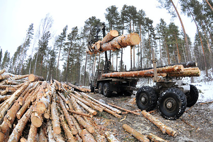 Главной проблемой российского леса назвали китайцев с пилами и наличными
