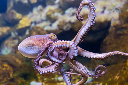 У осьминогов нашли уникальные интеллектуальные способности