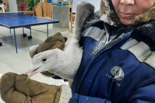 Россиянин спас замерзающую чайку от гибели и помог пережить ей холода