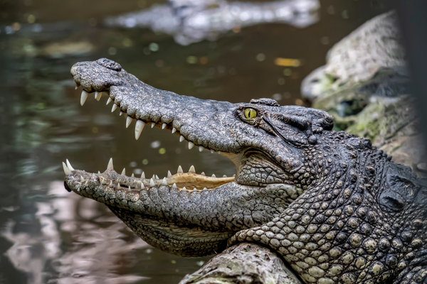 Друг спас абитуриентку от напавшего на нее крокодила