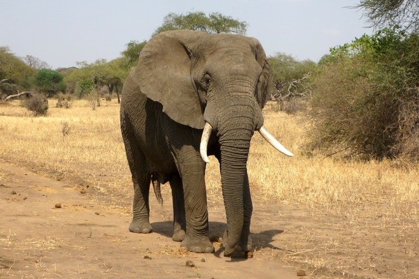 Слон 12 лет прожил в сафари-парке и оказался слонихой