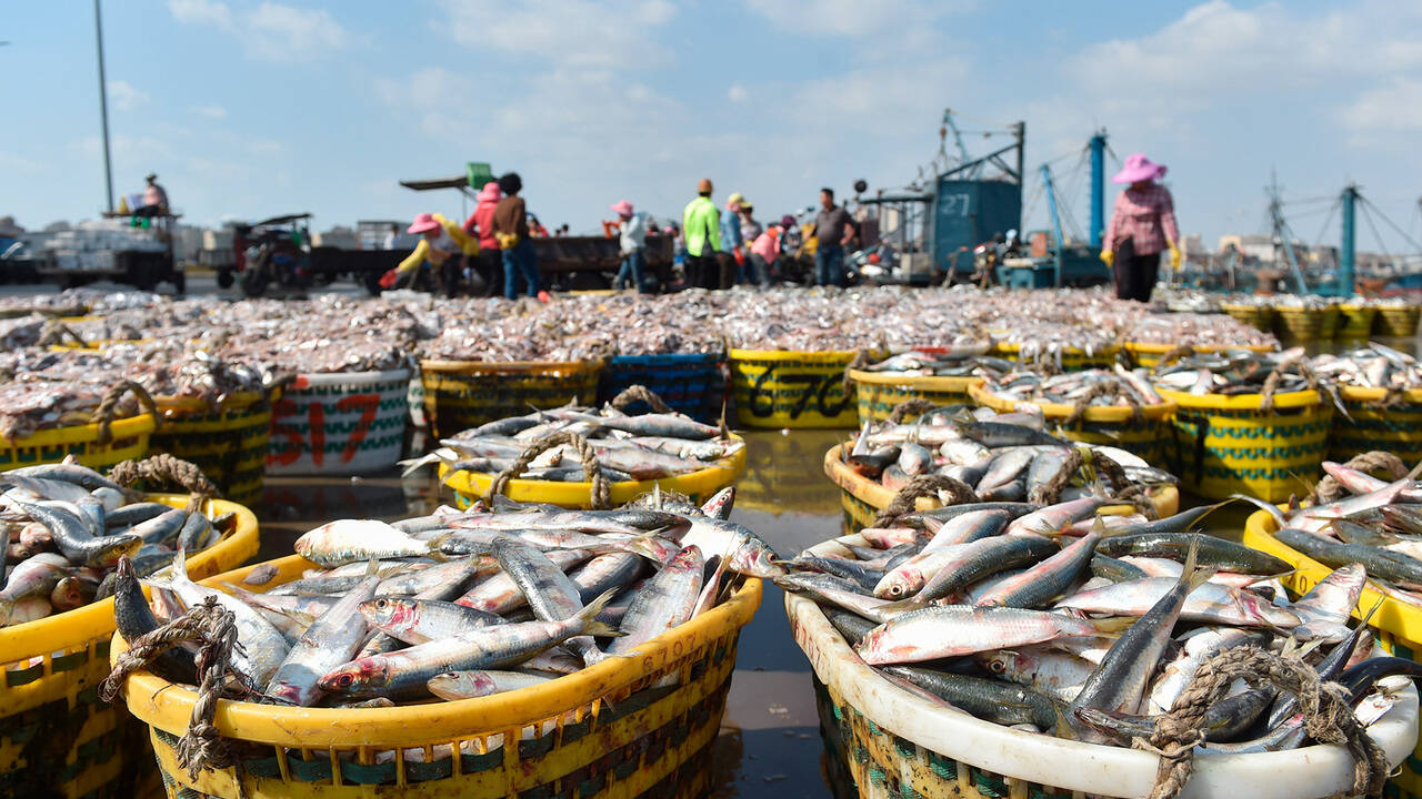 Китай отказался покупать российскую рыбу