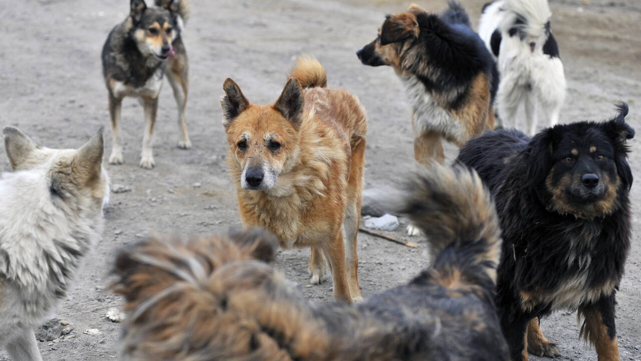 Названы способы избавить российские города от стай бродячих собак