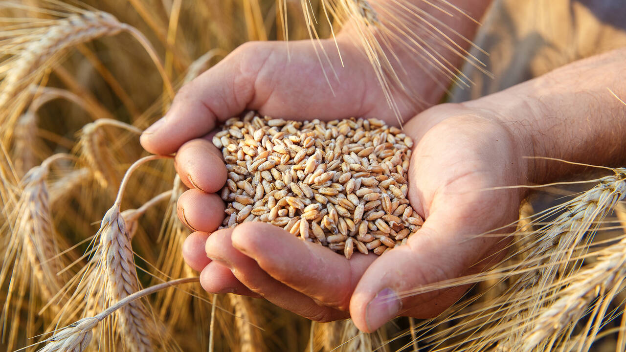 Россия приготовилась ввести запрет на экспорт зерна