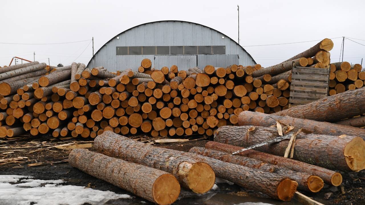 В России снизился объем заготовки древесины