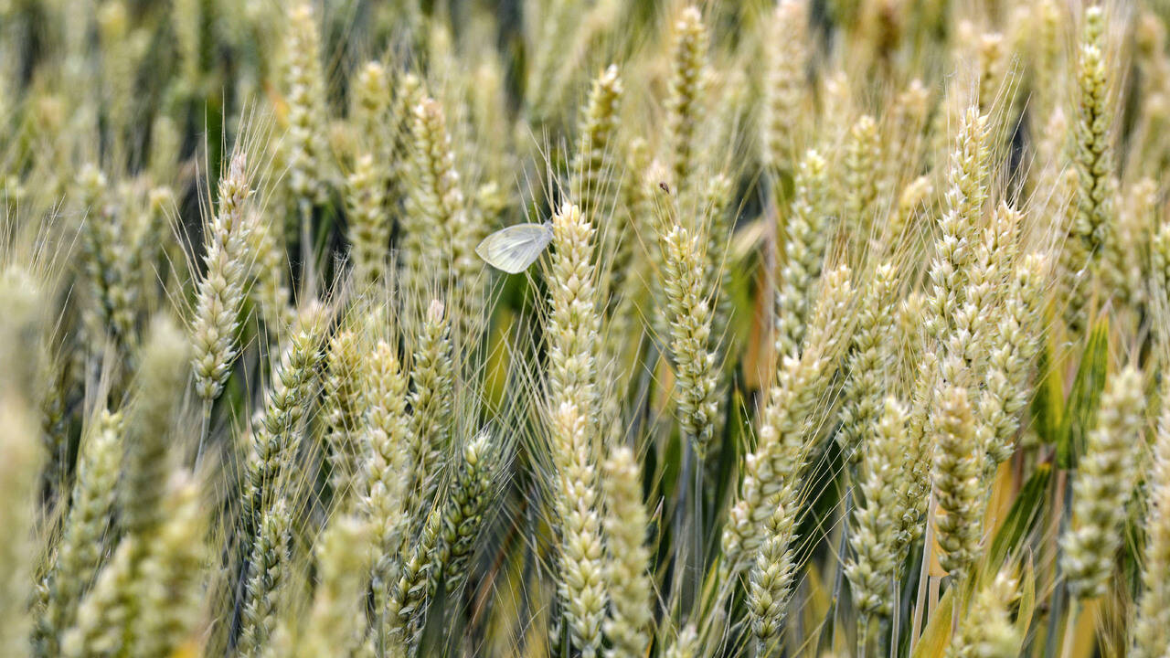 Крупнейший урожай пшеницы ЕС оказался под угрозой