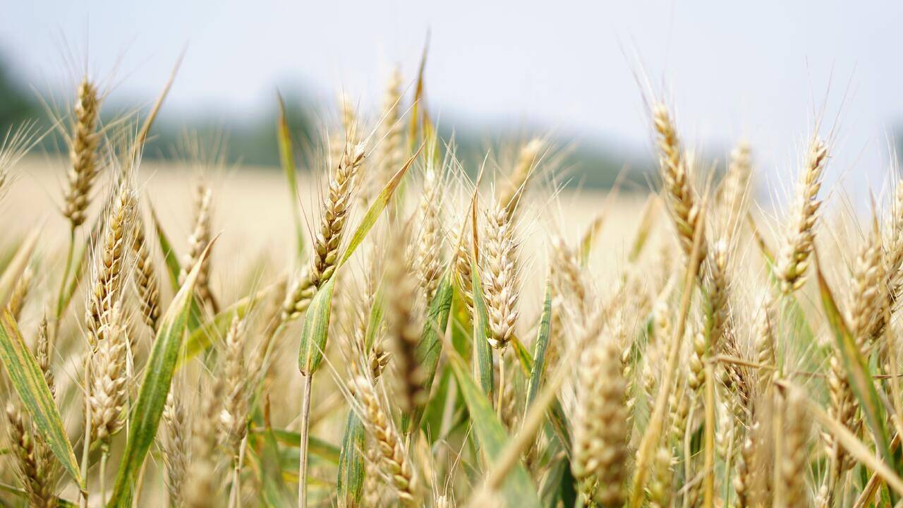 Власти предсказали рекордный урожай зерновых в России