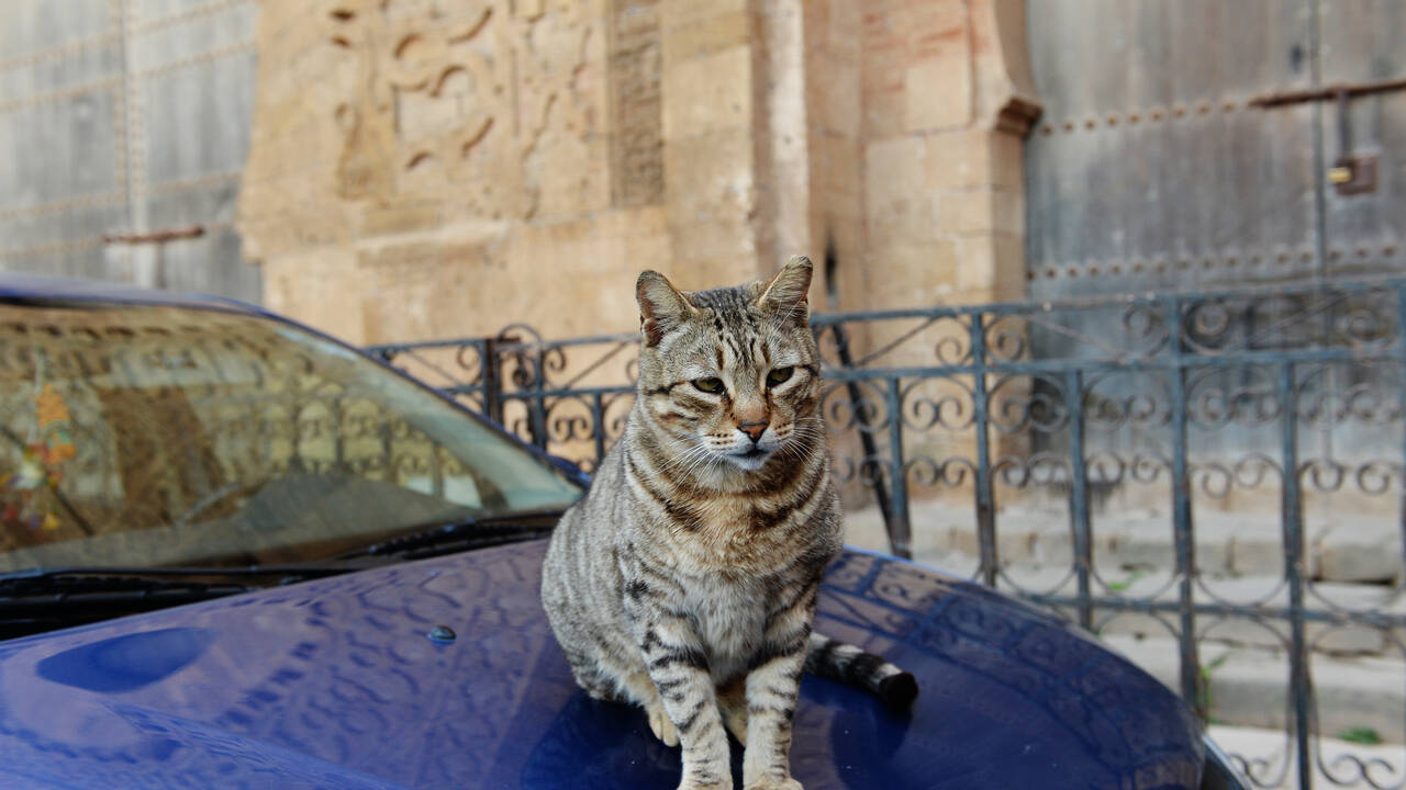 Уличные коты предпочли старые дома новостройкам