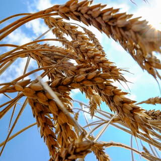 ООН пригрозила миру дефицитом зерновых культур из-за роста цен на удобрения