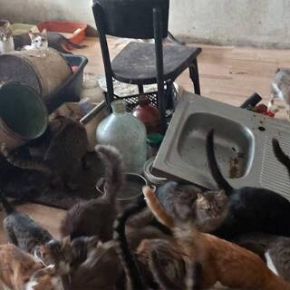Фото: страница «Счастливый хвост. Помощь кошкам. Пермь» во «ВКонтакте»