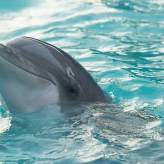 Объяснены причины гибели дельфинов в Черном море