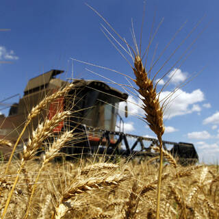 В ООН раскрыли сроки действия соглашения по вывозу зерна с Украины