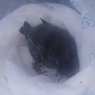 Птиц замуровали заживо во время капремонта дома в Крыму