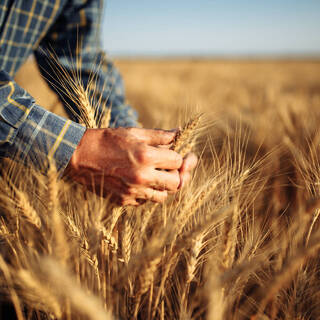 России предсказали рекордный урожай зерновых в 2022 году