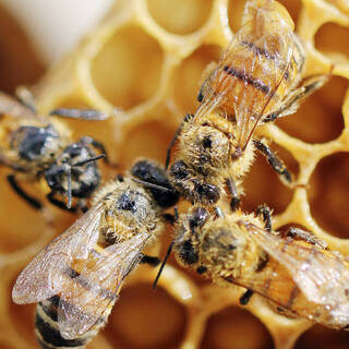 Раскрыт вред пестицидов для мозга медоносных пчел