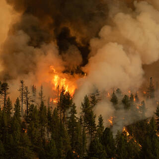 Стало известно о сокрытии реальных масштабов лесных пожаров в Рязанской области
