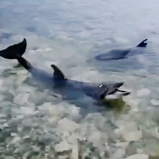 В Севастополе четырех ручных дельфинов выбросили в море