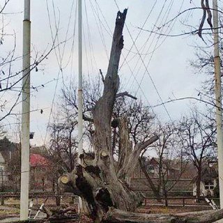 В Запорожье рухнул легендарный 700-летний дуб
