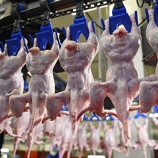 В России предупредили о возможных проблемах с мясом птицы