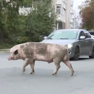 В российском городе произошел «свиной апокалипсис»