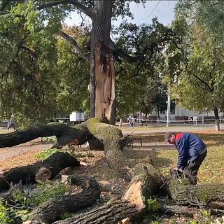 В России упало посаженное в честь отмены крепостного права дерево
