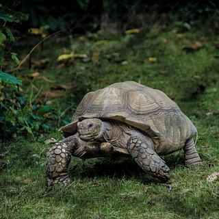Сбежавшую черепаху нашли в восьми километрах от дома 3,5 года спустя