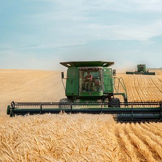 Россия сократила экспорт пшеницы