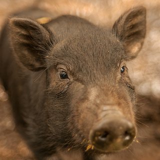В США испугались скорого нашествия диких свиней