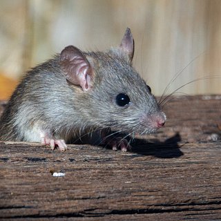 Жители многоквартирного дома пожаловались на нашествие ползающих по стенам крыс