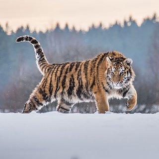 В российском регионе тигр растерзал собаку на глазах у хозяина