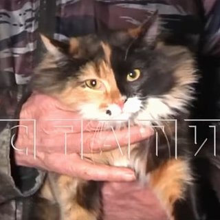 Кошка по кличке Страшила спасла жизни россиян во время пожара
